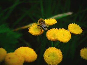 Close-up of insect on yellow flower