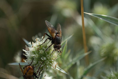 Close-up of butterfly pollinating flower