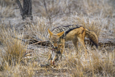 Jackals on land