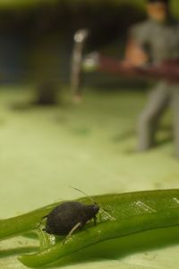 Close-up of insect on grass