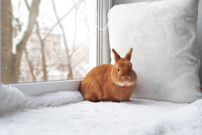 Cute brown red bunny rabbit sitting on window sill on soft white carpet