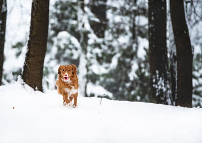 View of dog on snow covered land