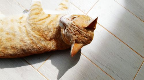 Close-up of ginger cat on hardwood floor