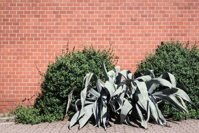 Plants against brick wall