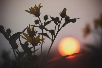 Close-up of plant against sky during sunset