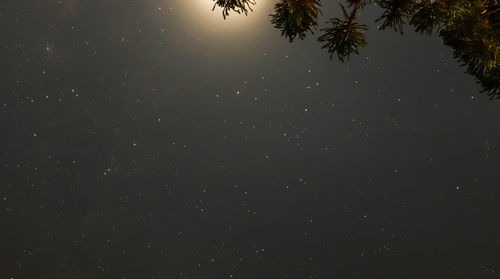 Low angle view of silhouette trees against sky at night