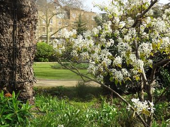View of flowering plants and trees in sunlight