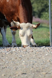 Cow standing in a field