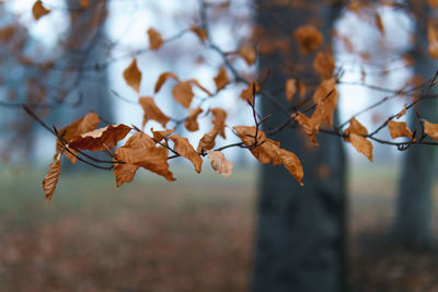 Close-up of dry leaves against blurred background