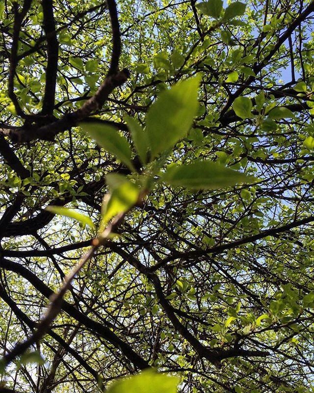 branch, tree, growth, green color, leaf, nature, low angle view, beauty in nature, tranquility, close-up, freshness, day, outdoors, no people, green, focus on foreground, yellow, sunlight, twig, sky