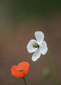 Close-up of white flowering plant