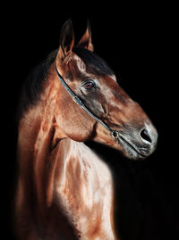 Close-up of horse standing against black background