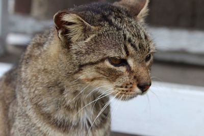 Close-up of a cat looking away