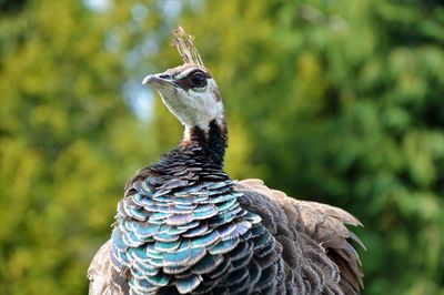 Close-up of peacock