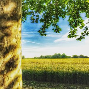 Scenic view of field against sky