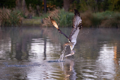 Bird flying over lake