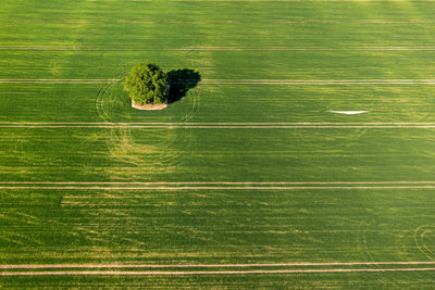 View from above on lonely tree with shadow in a green agricultural field