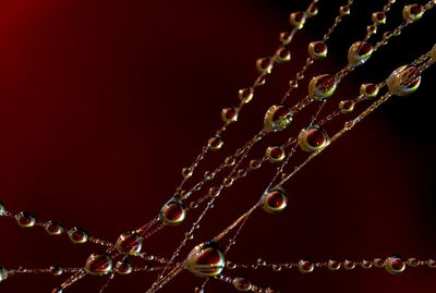 Close-up of water drops on plant