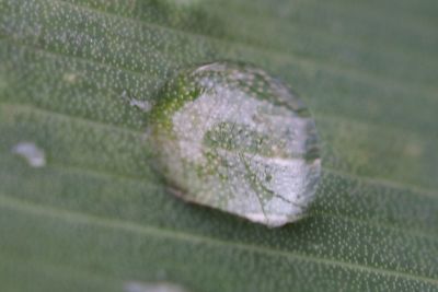 Close-up of wet leaf