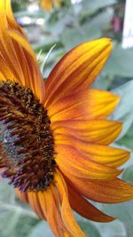 Close-up of sunflower