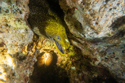 View of fish swimming in sea