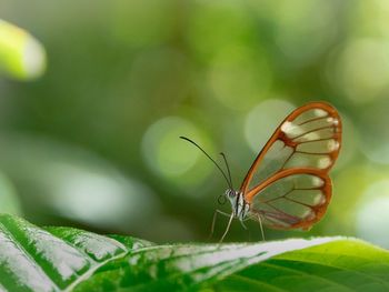 Close-up of butterfly on leaf