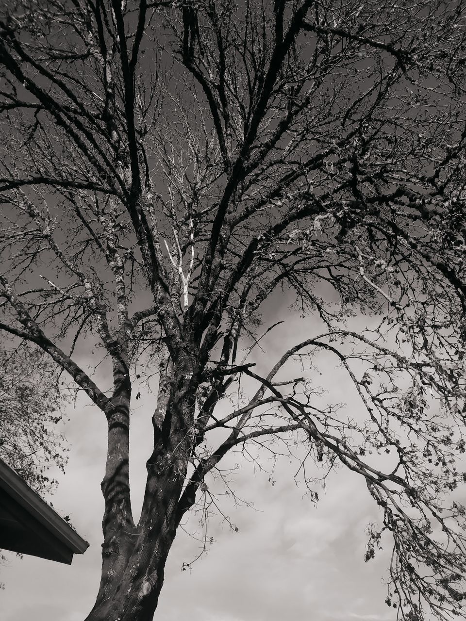 tree, plant, branch, sky, low angle view, nature, beauty in nature, bare tree, no people, trunk, tree trunk, outdoors, tranquility, day, growth, scenics - nature, silhouette, building exterior, tranquil scene, cherry blossom