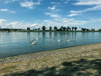 Birds on lake against sky