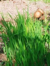 Plants growing on field