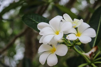 Close-up of white flowering plant