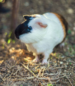 Close-up of an animal on land