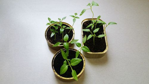 Close-up of potted plant on table