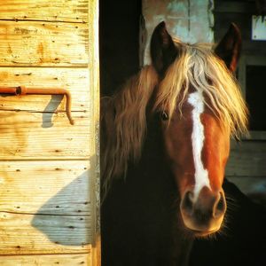 Portrait of horse standing in stable on sunny day