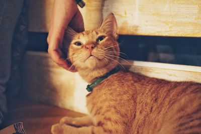 Close-up of man holding cat sitting at home