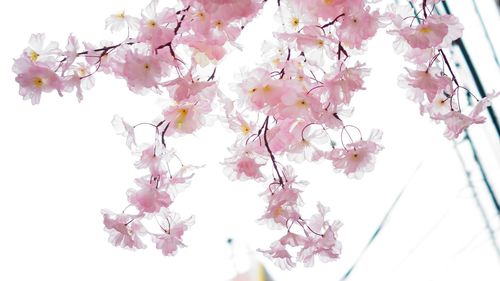 Low angle view of pink flowers blooming on tree