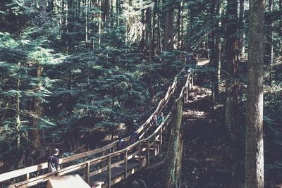 High angle view of trees in forest