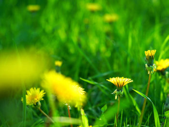 Close-up of yellow flowering plant on field