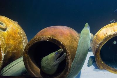 Close-up of swimming in sea