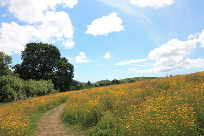 Scenic view of field against sky