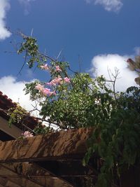 Low angle view of tree against sky