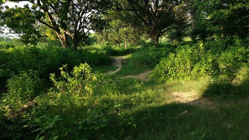 Trees growing in park