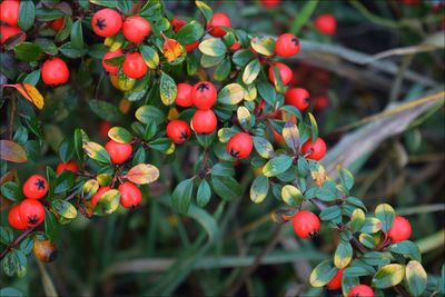 Close-up of red berries growing on tree