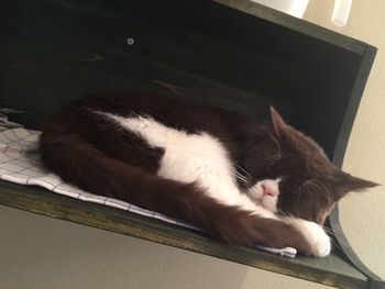 High angle view of cat sleeping on floor