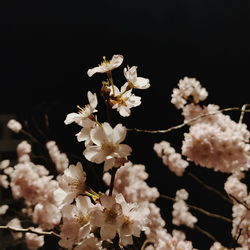 Close-up of white cherry blossoms in spring