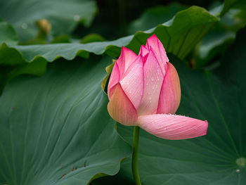 Close-up of pink lotus water lily