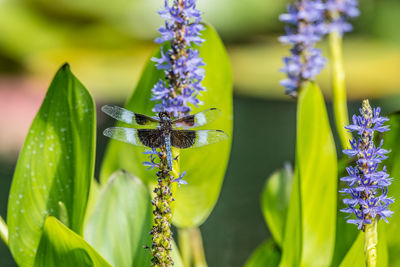 Close-up of butterfly pollinating on purple flower