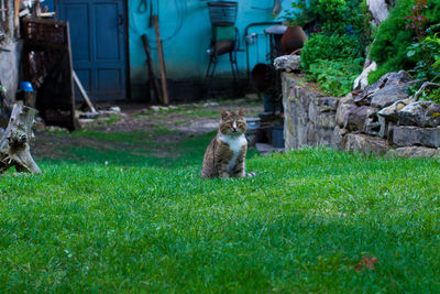 Cat sitting in a field