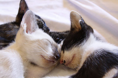 Close-up of cats resting