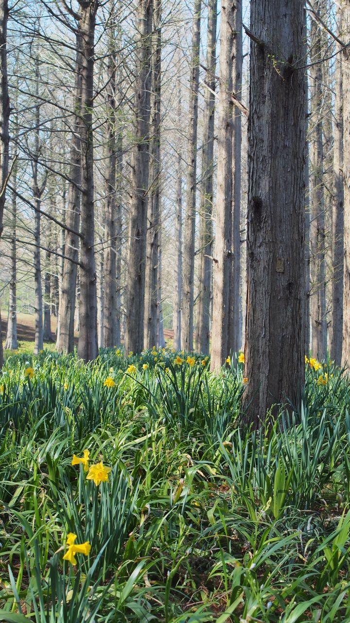 growth, grass, tree trunk, tree, green color, nature, tranquility, beauty in nature, plant, field, flower, freshness, tranquil scene, forest, day, growing, grassy, no people, outdoors, branch