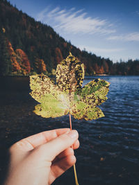 Cropped hand of women holding rotten maple leaf against lake during autumn